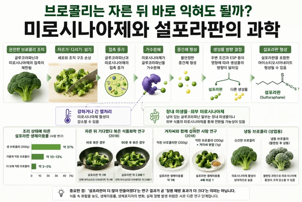 브로콜리를 자르거나 씹은 뒤 글루코라파닌과 미로시나아제의 접촉이 증가하고 가수분해를 거쳐 설포라판이 형성될 수 있는 과정과 열처리, 겨자씨, 냉동 브로콜리의 영향을 설명한 인포그래픽