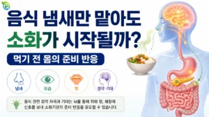 음식 냄새와 모습, 맛과 기대 같은 감각 자극이 뇌를 통해 위와 장, 췌장의 소화 준비 반응에 영향을 줄 수 있는 두부기 반응을 표현한 이미지