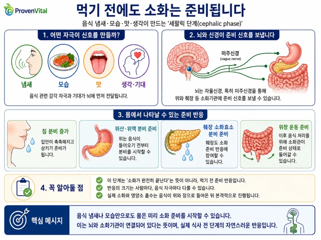 음식의 냄새·모습·맛·생각과 기대가 뇌와 미주신경을 통해 위·췌장·장에 전달되어 침 분비, 위산과 위액 분비, 췌장 분비와 위장관 운동 같은 준비 반응에 영향을 줄 수 있음을 설명한 두부기 반응 인포그래픽