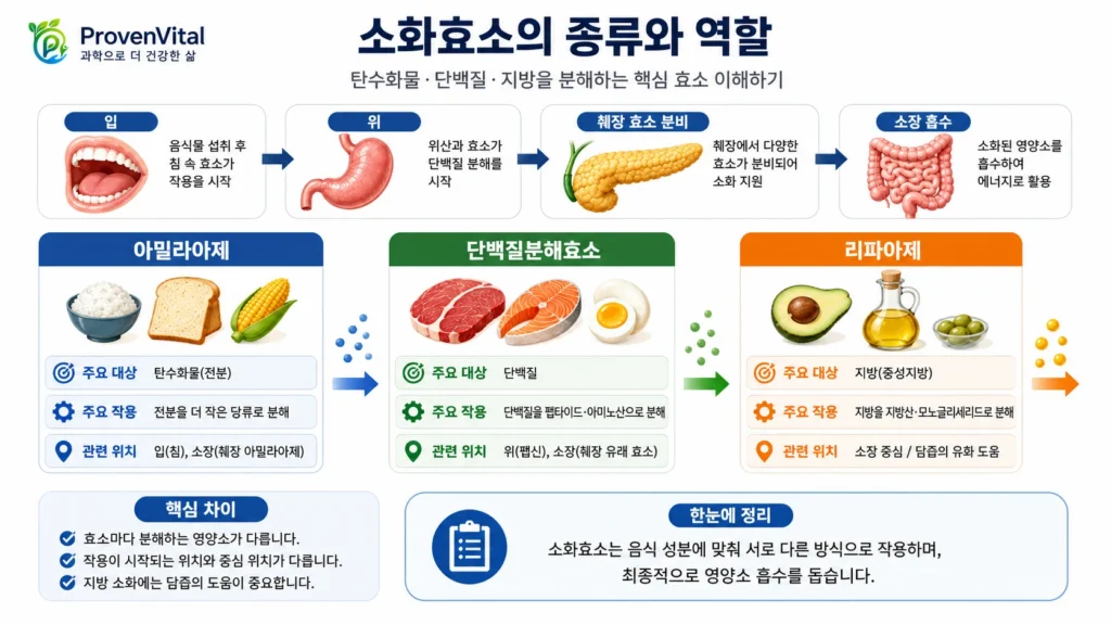아밀라아제·단백질분해효소·리파아제의 주요 대상과 작용 위치를 비교한 소화효소 종류와 역할 인포그래픽