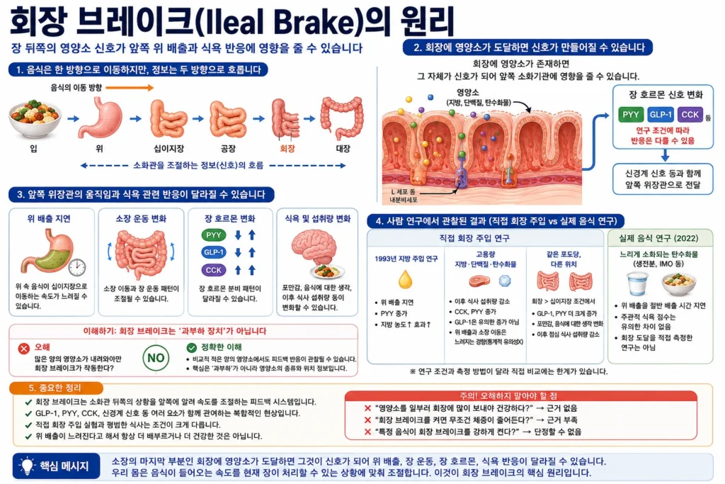 회장에 도달한 지방·단백질·탄수화물 등의 영양소가 PYY·GLP-1·CCK와 신경 신호를 통해 위 배출, 장 운동, 식욕과 섭취량 반응에 영향을 줄 수 있음을 사람 연구와 함께 설명한 회장 브레이크 인포그래픽