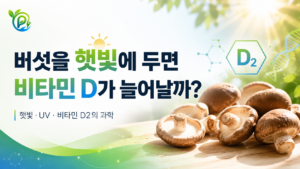 햇빛을 받은 버섯에서 비타민 D2가 증가할 수 있는 원리를 설명하는 이미지