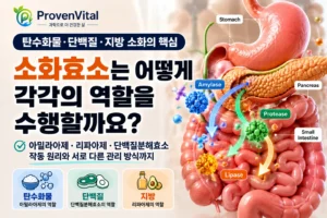 아밀라아제·리파아제·단백질분해효소가 탄수화물·지방·단백질 소화에 관여하는 과정을 표현한 대표이미지