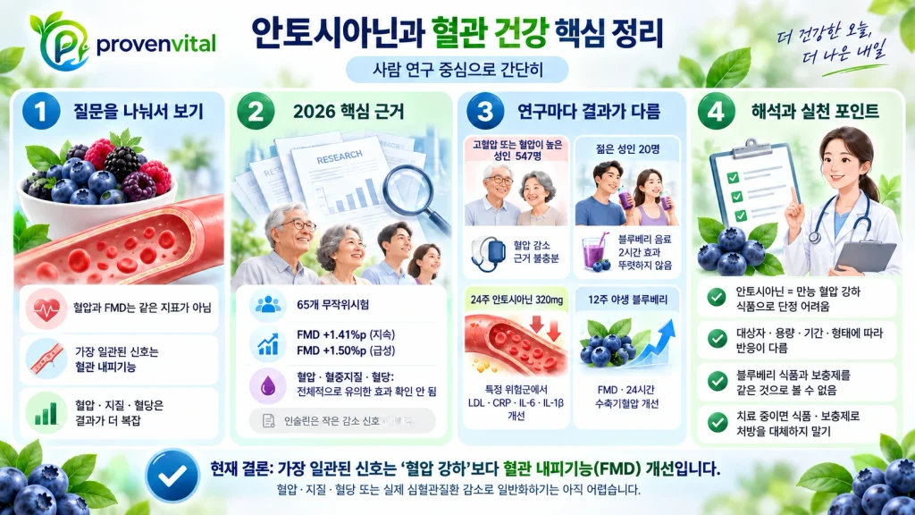 안토시아닌과 혈관 내피기능 FMD에 관한 사람 대상 연구 결과를 정리한 인포그래픽