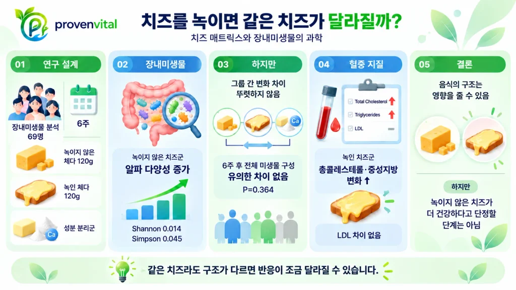 녹이지 않은 체다치즈와 녹인 체다치즈의 장내미생물 및 혈중 지질 연구 결과를 정리한 인포그래픽